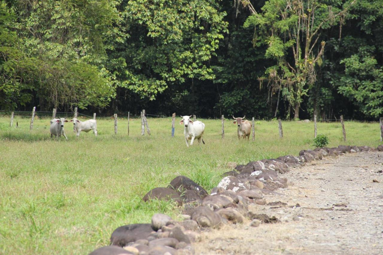 Horquetas River Lodge Sarapiquí Exterior photo